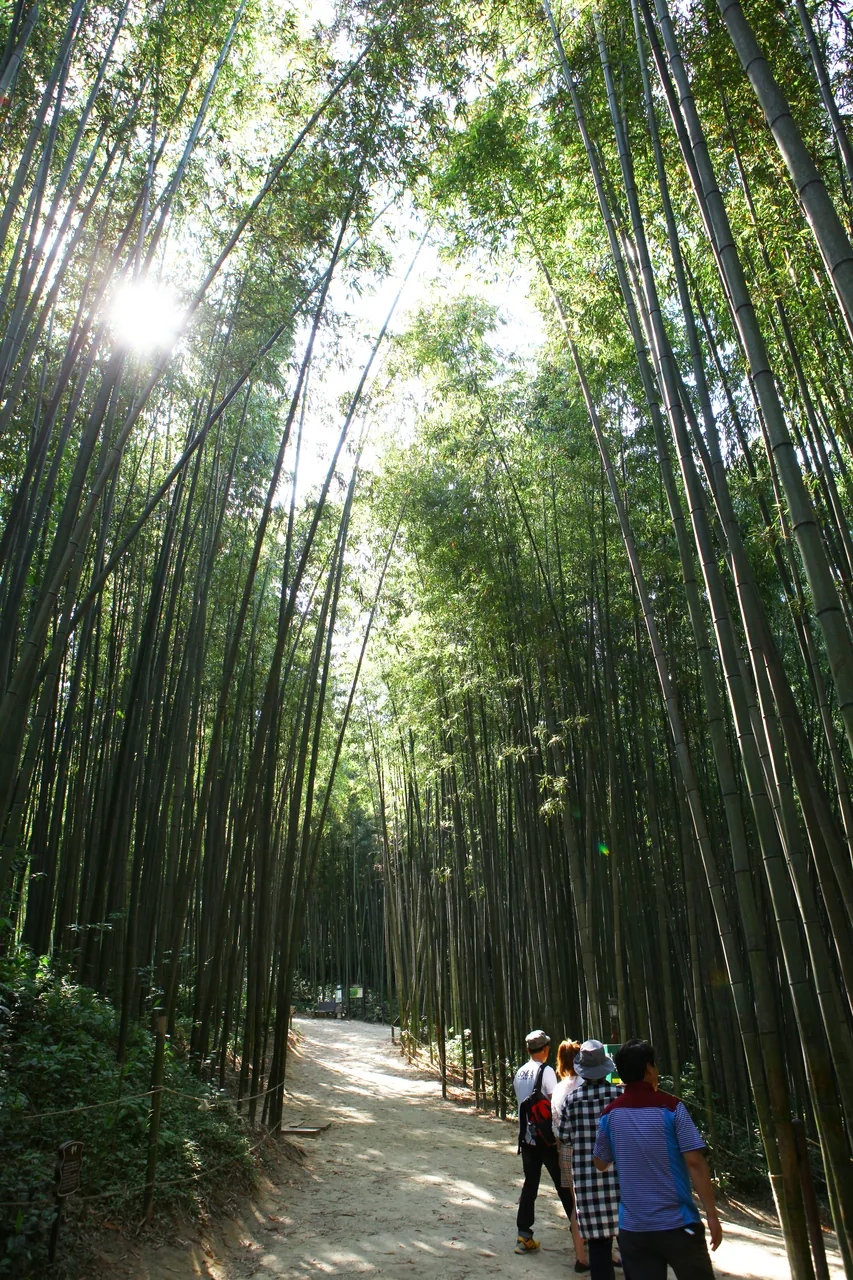 A close-up of the straight bamboo stalks and green leaves in Damyang's bamboo forest