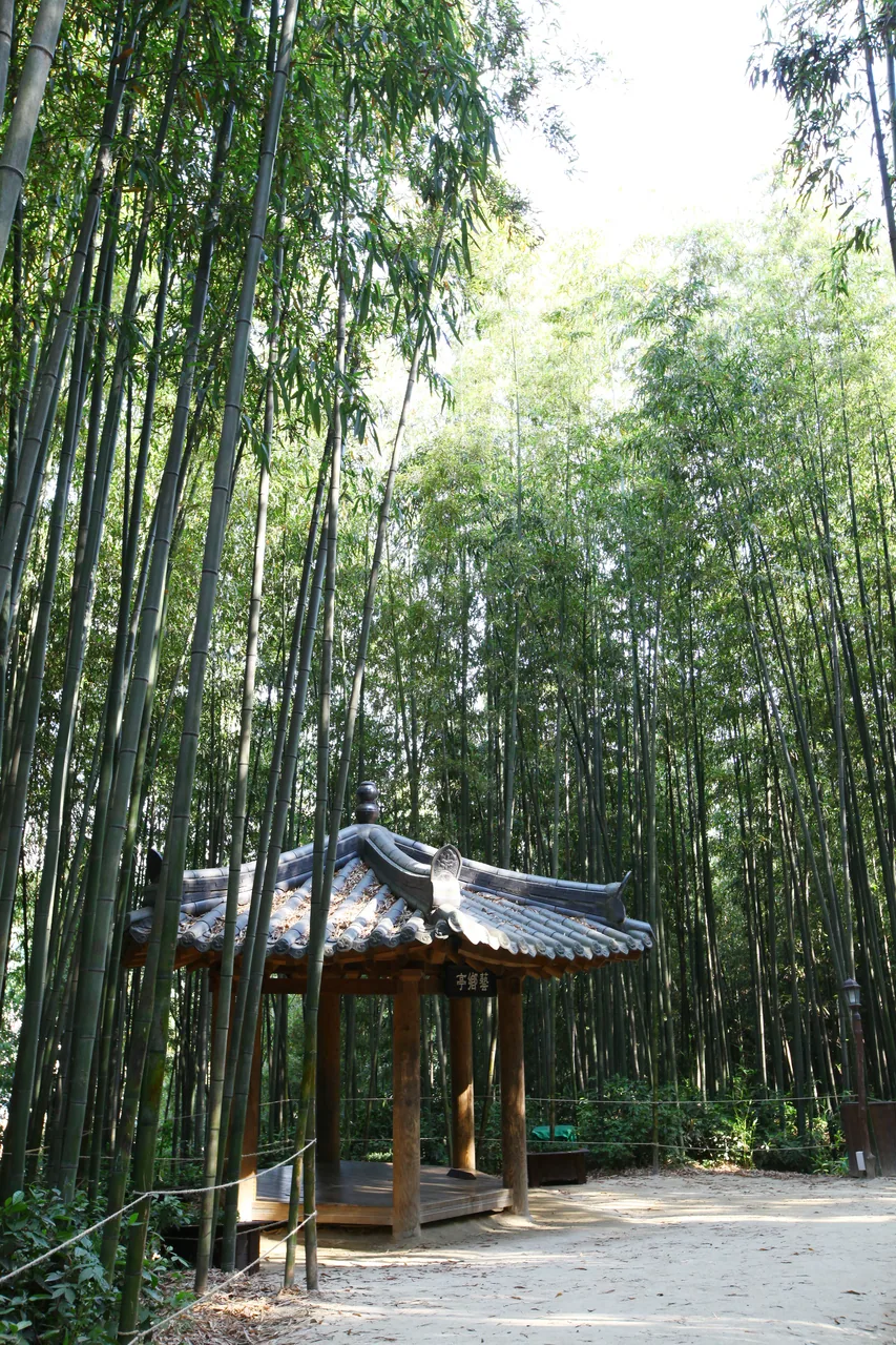 The tranquil appearance of a traditional Korean pavilion nestled in a bamboo forest