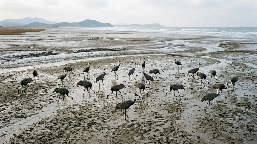 A flock of Hooded Cranes foraging on the Suncheon Bay tidal flats in winter