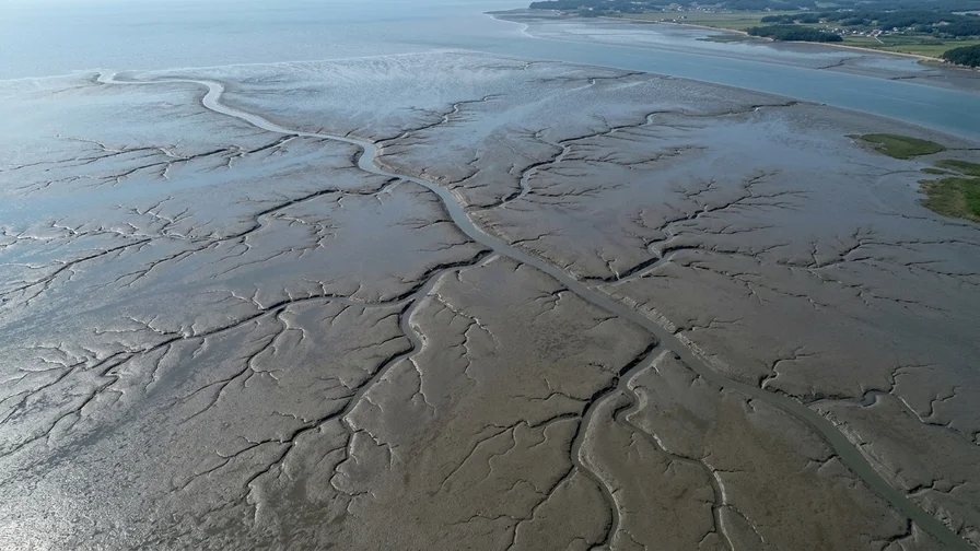 An aerial view of the vast Seocheon tidal flats and their tidal channels