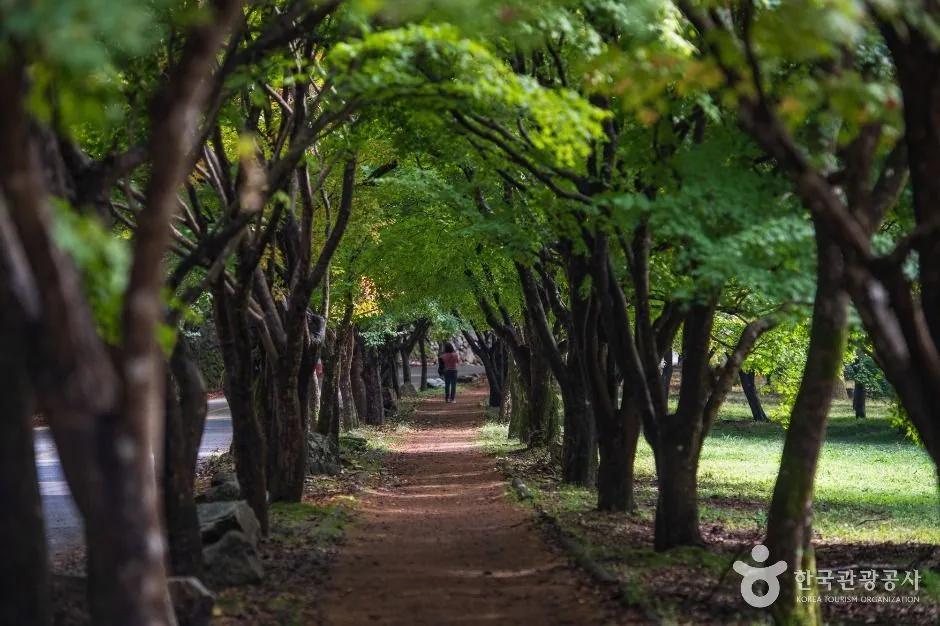 내장산 단풍 등산