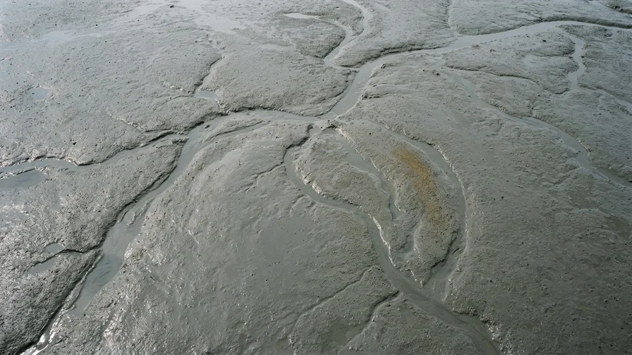 A still scene of the smooth, gray tidal mudflats that are the source of the Boryeong Mud Festival